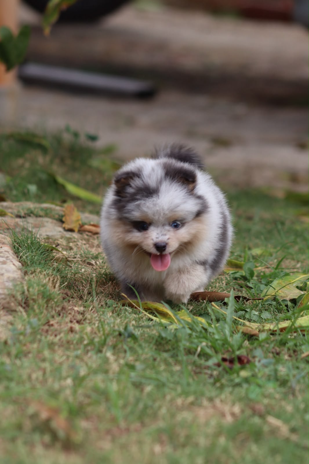 Pomerania Ruso