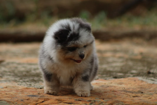 Pomerania Ruso