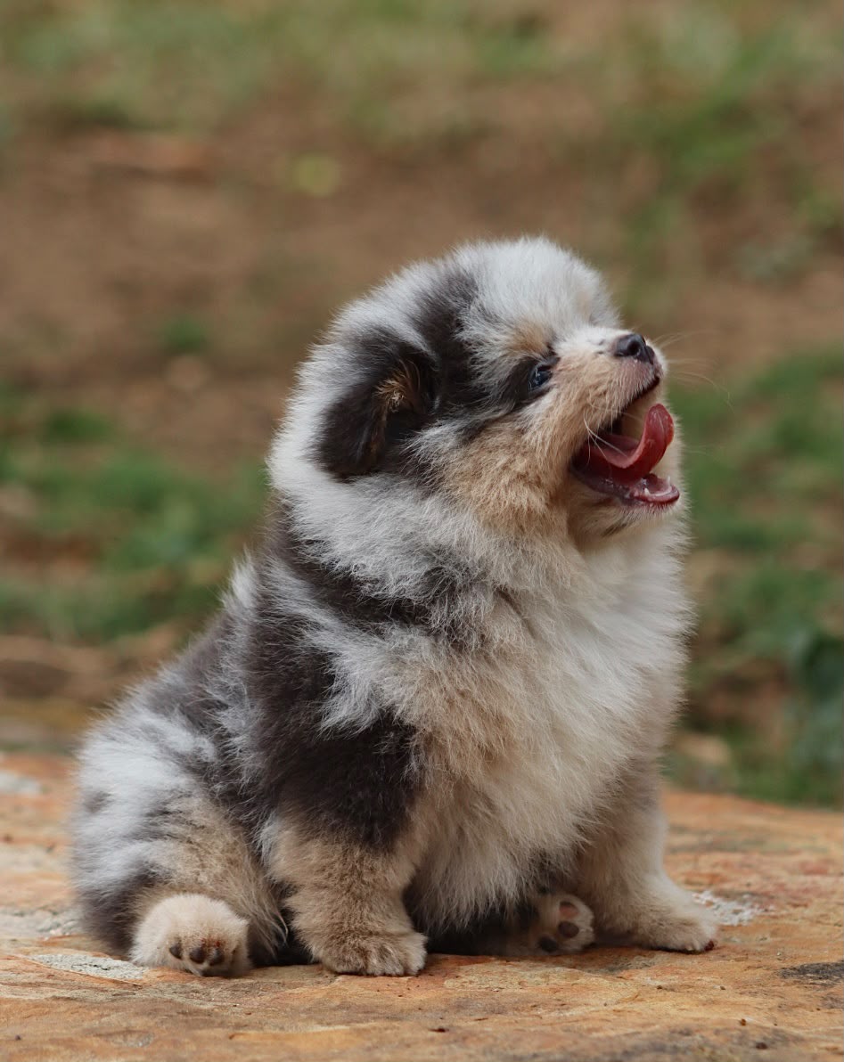 Pomerania Ruso