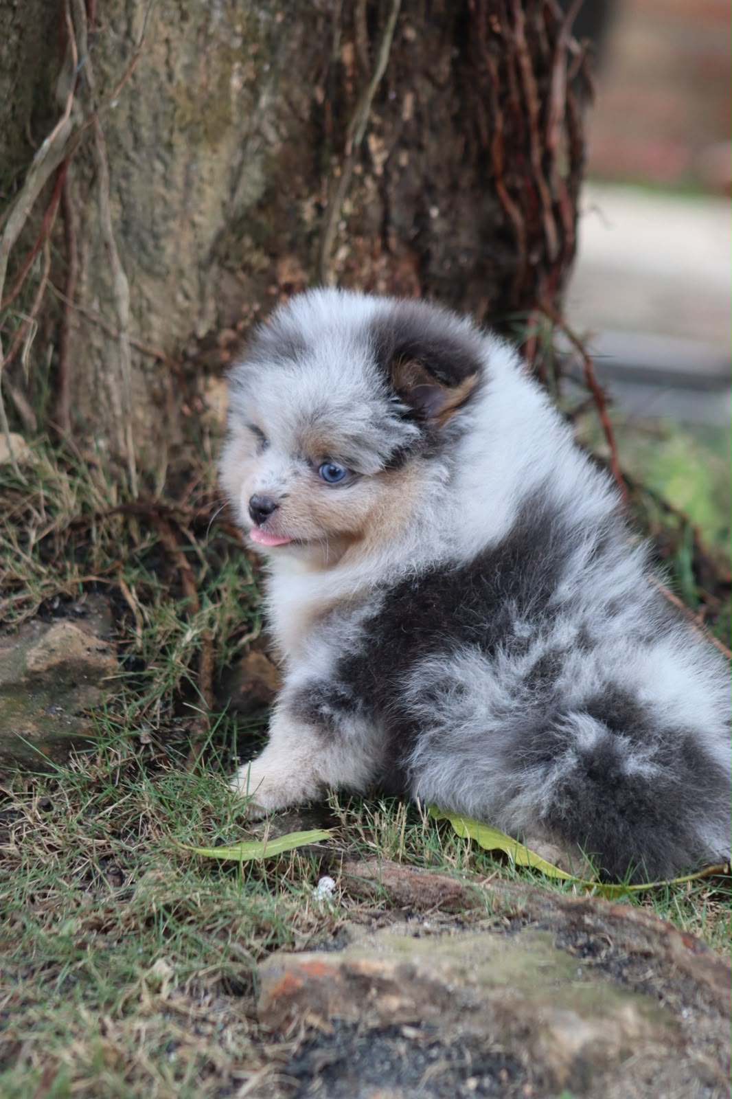 Pomerania Ruso