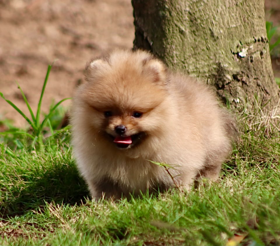 Pomerania Cara de Oso