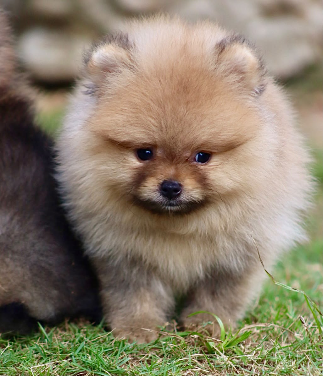 Pomerania Cara de Oso