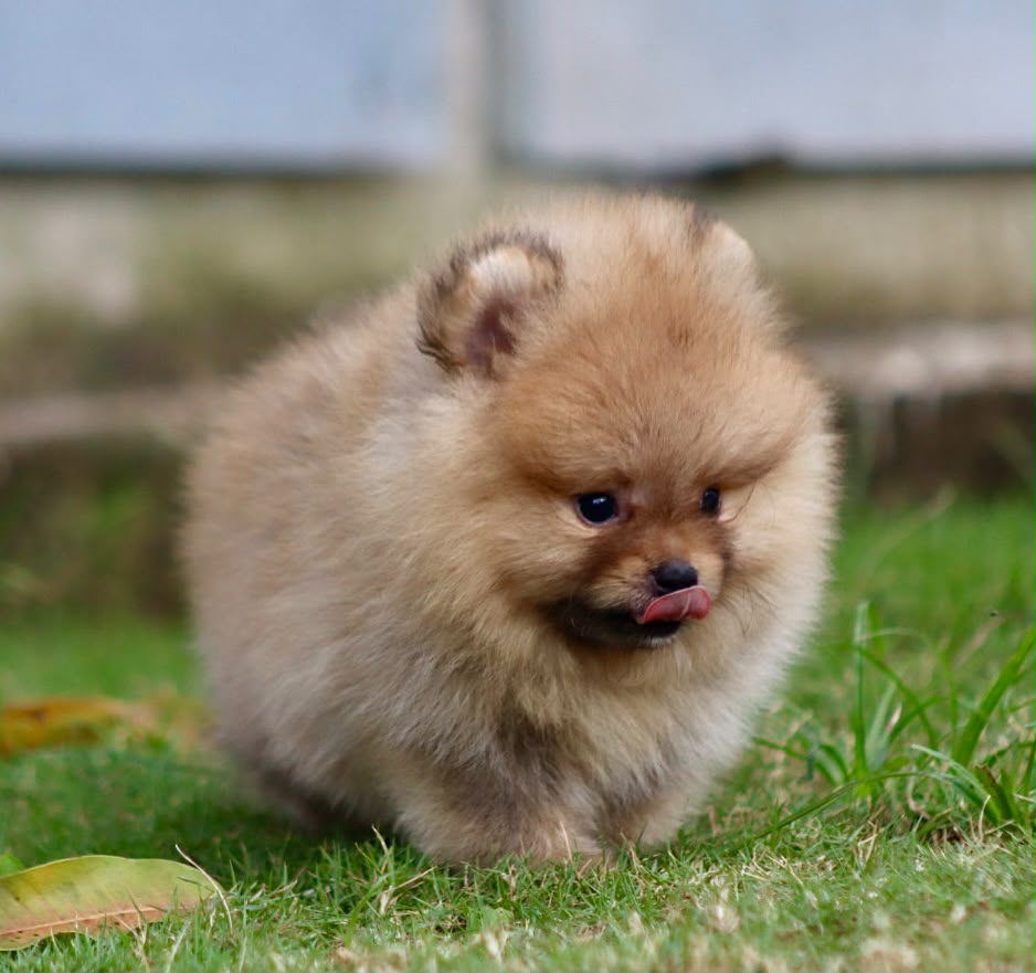 Pomerania Cara de Oso
