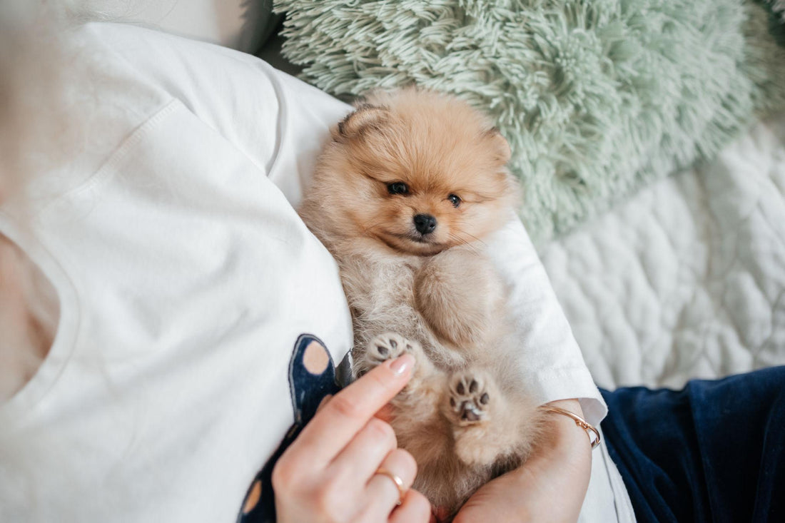 Pomerania: características, cuidados y cómo elegir