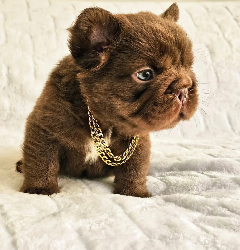 Cachorro Bulldog Francés Fluffy Bigrope