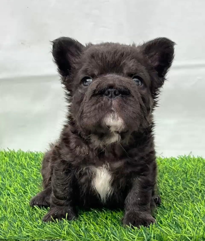 Cachorro Bulldog Francés Fluffy Bigrope