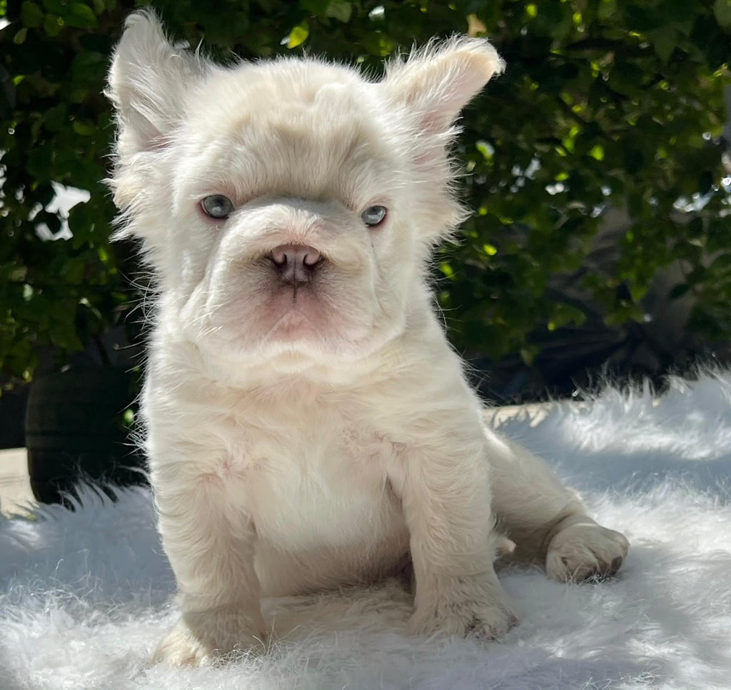 Cachorro Bulldog Francés Fluffy Bigrope