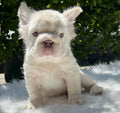 Cachorro Bulldog Francés Fluffy Bigrope