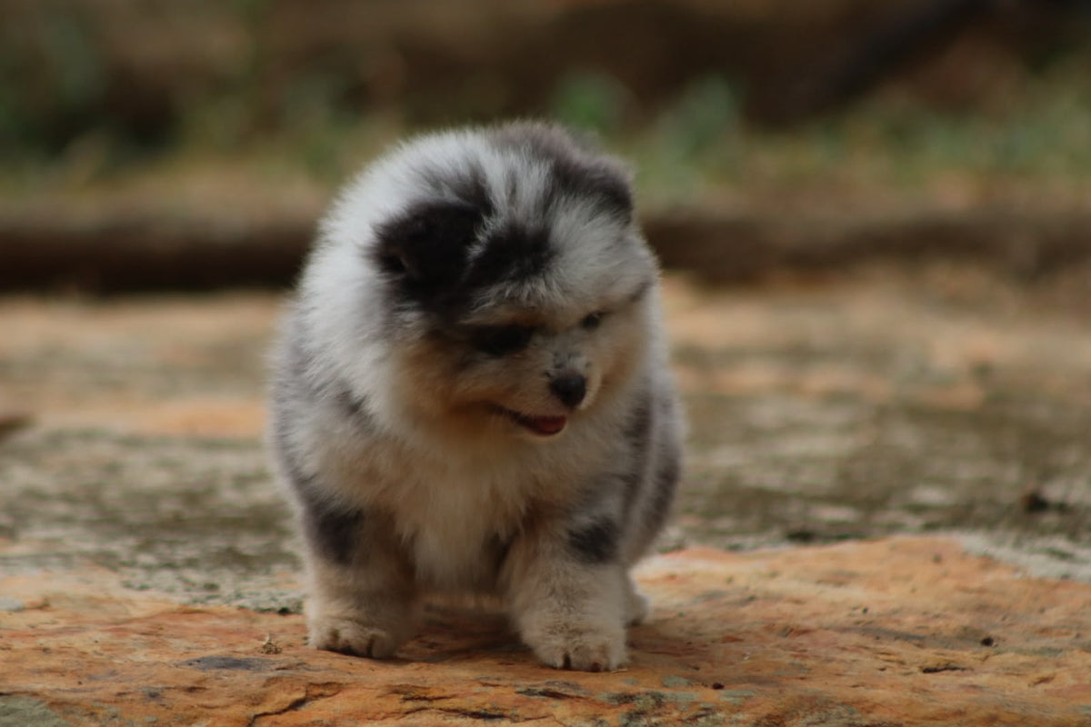 Pomerania Ruso