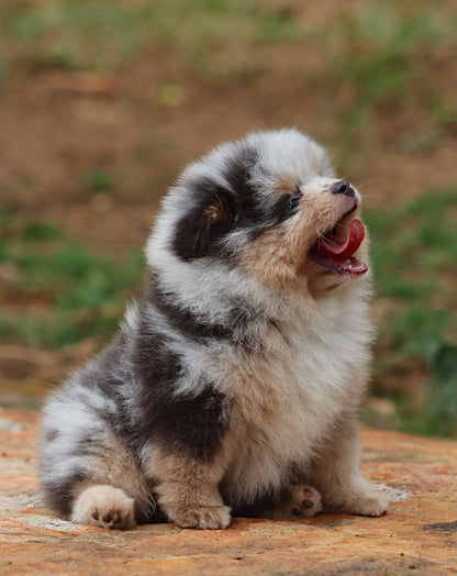 Pomerania Ruso