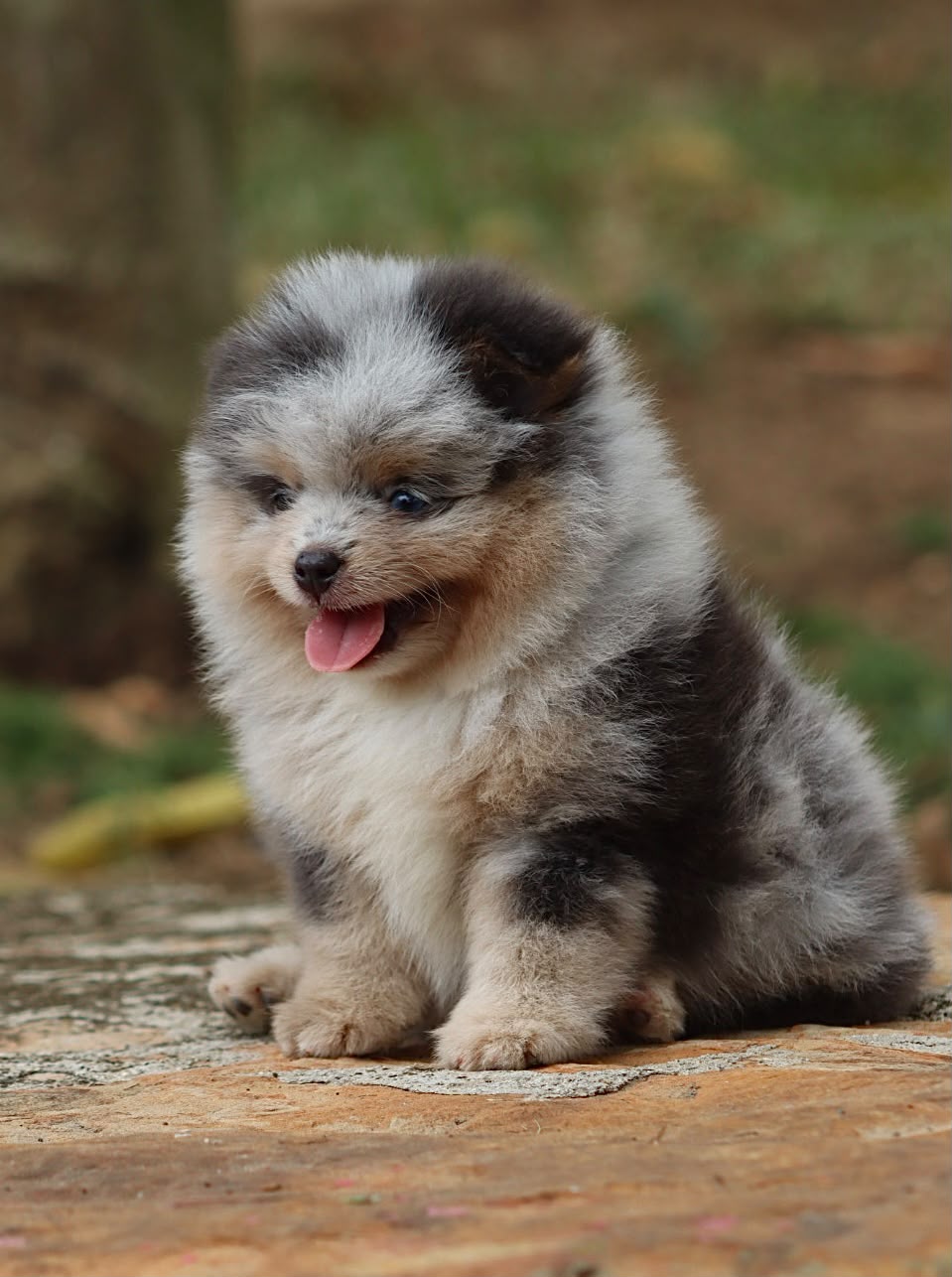 Pomerania Ruso