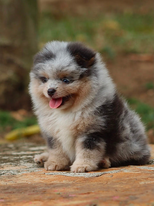 Pomerania Ruso