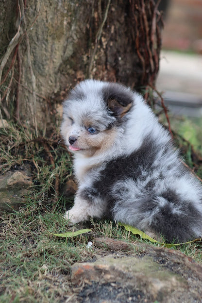 Pomerania Ruso