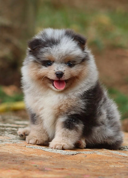 Pomerania Ruso