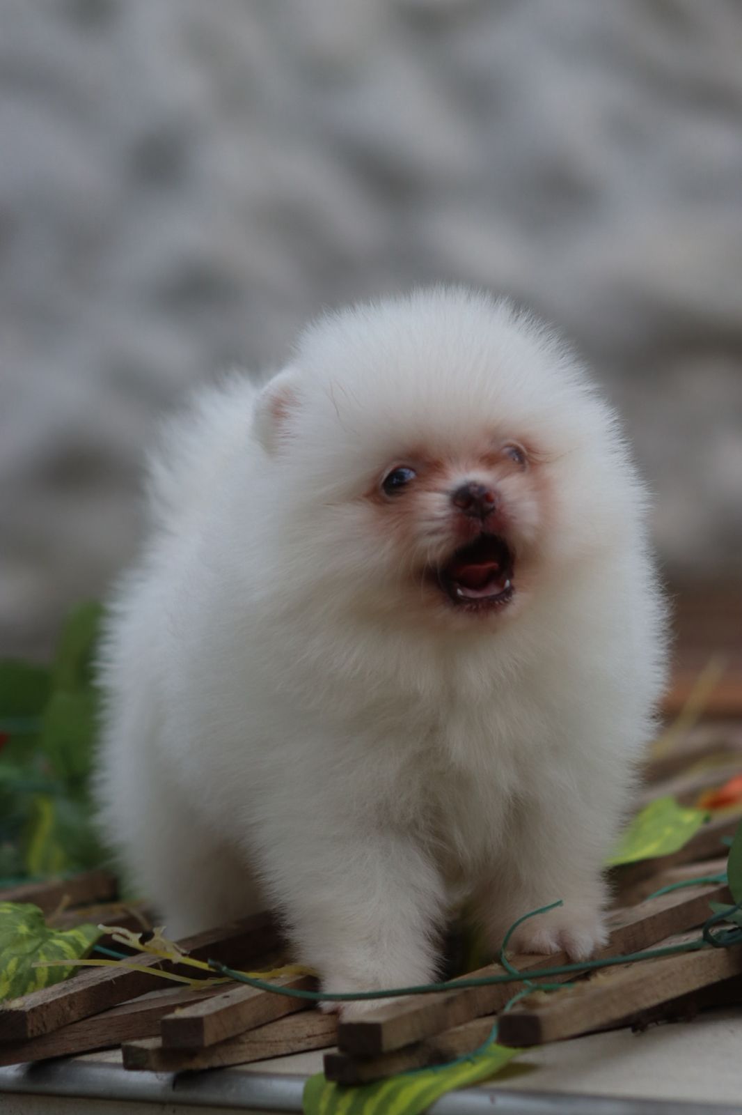 Pomerania