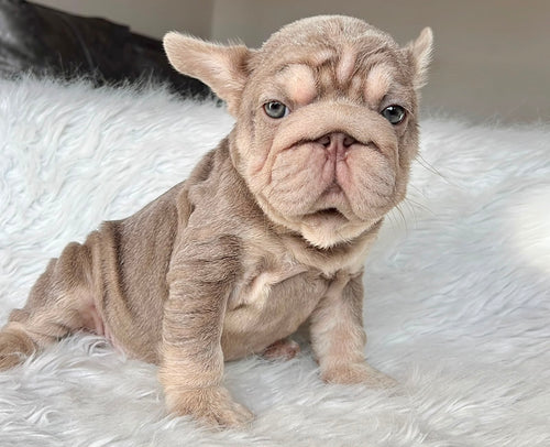 Cachorro Bulldog Francés Bigrope