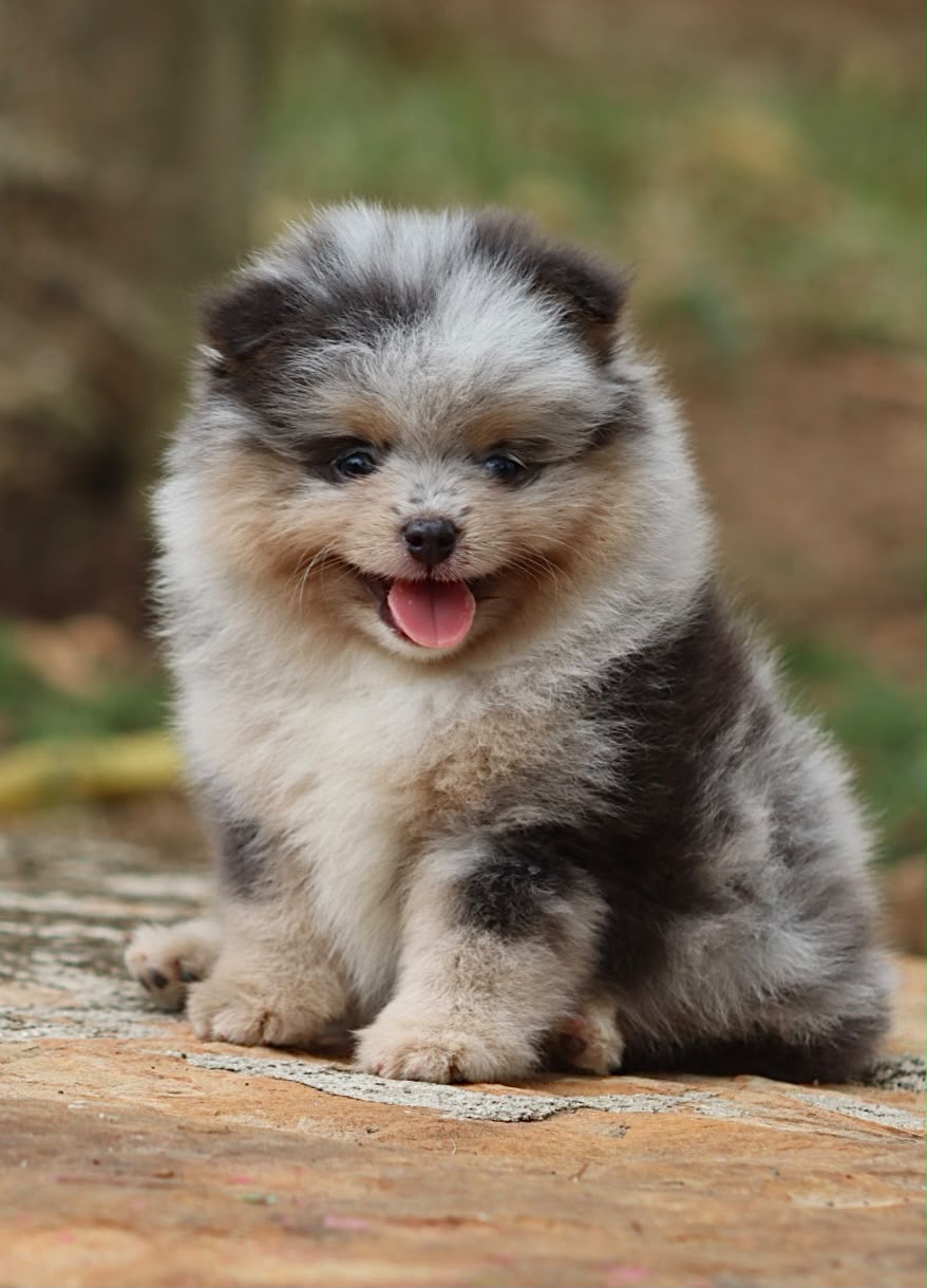 Pomerania