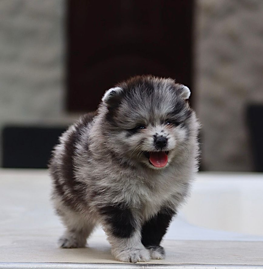 Pomerania