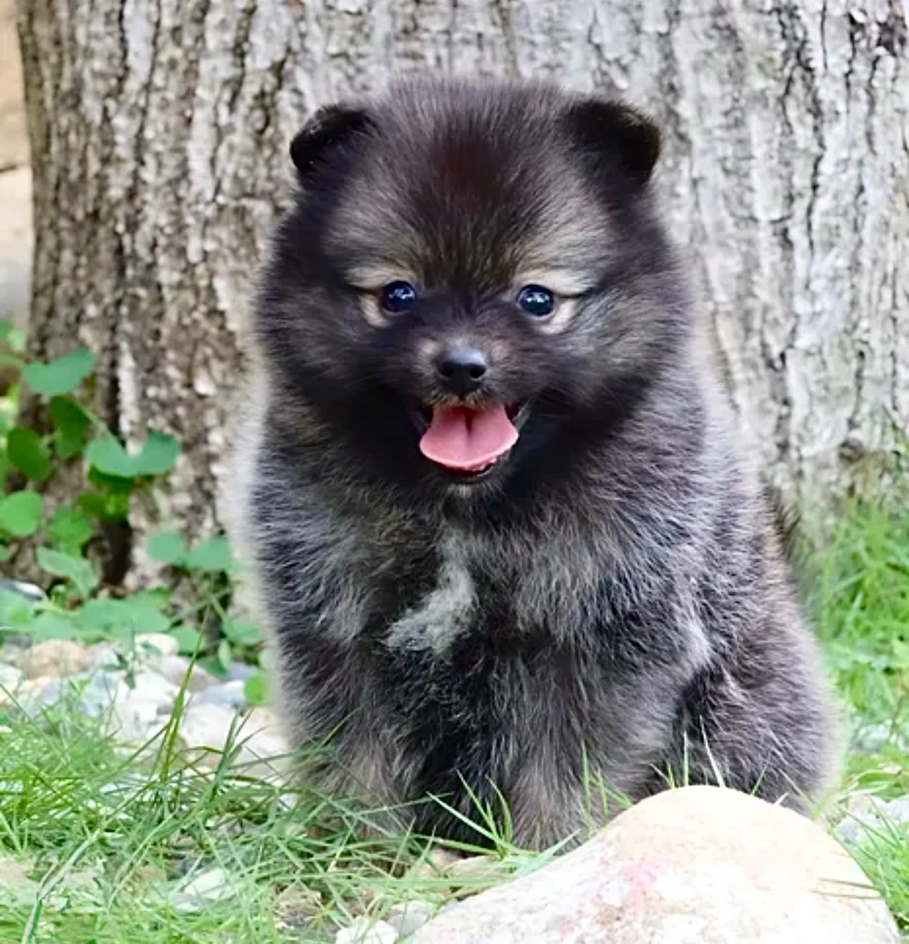 Pomerania