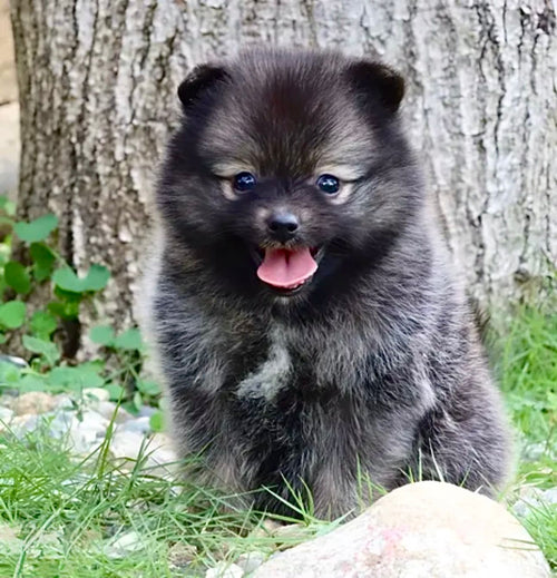 Pomerania