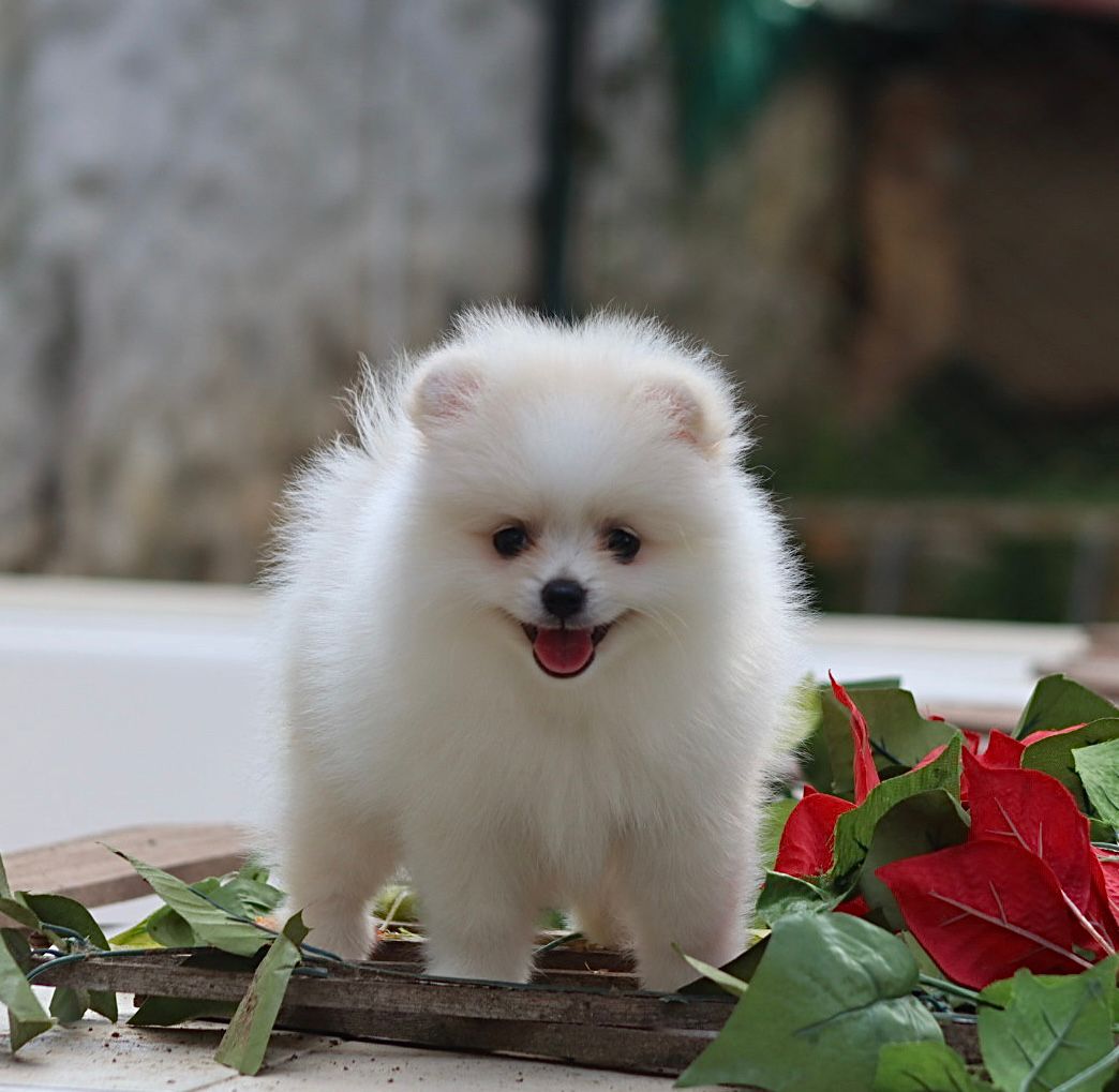 Pomerania
