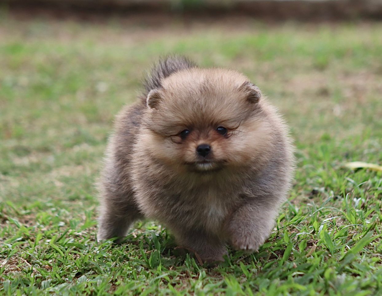 Pomerania