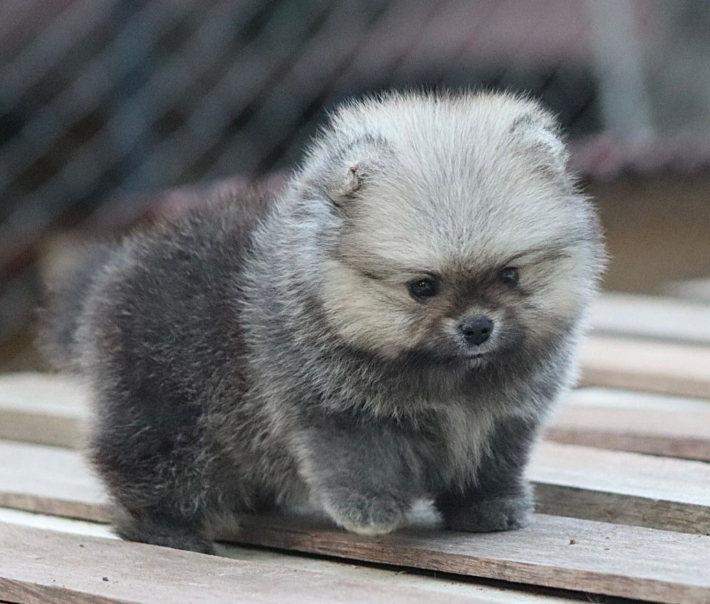Pomerania