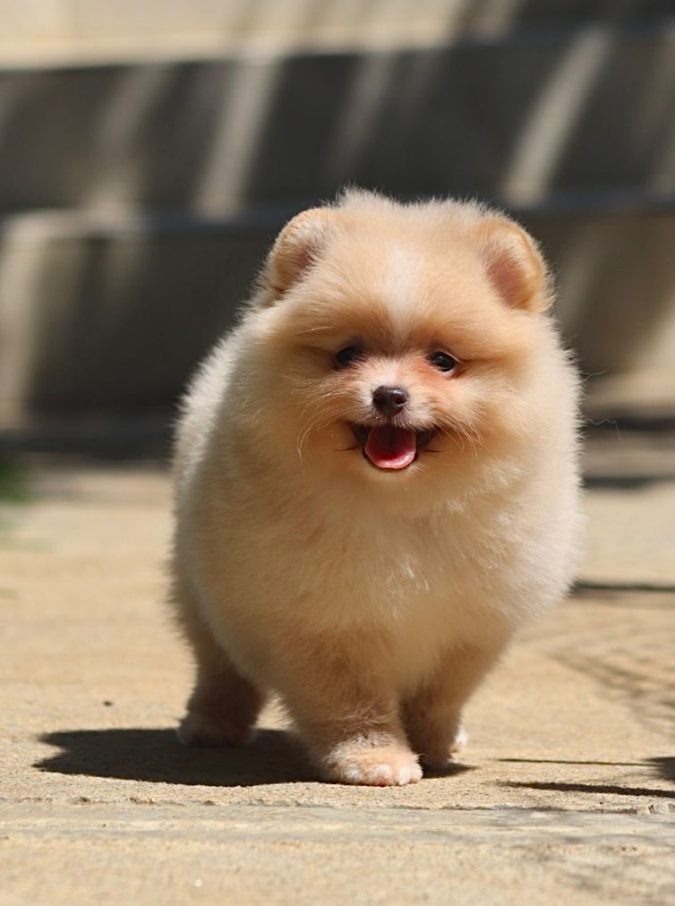 Pomerania