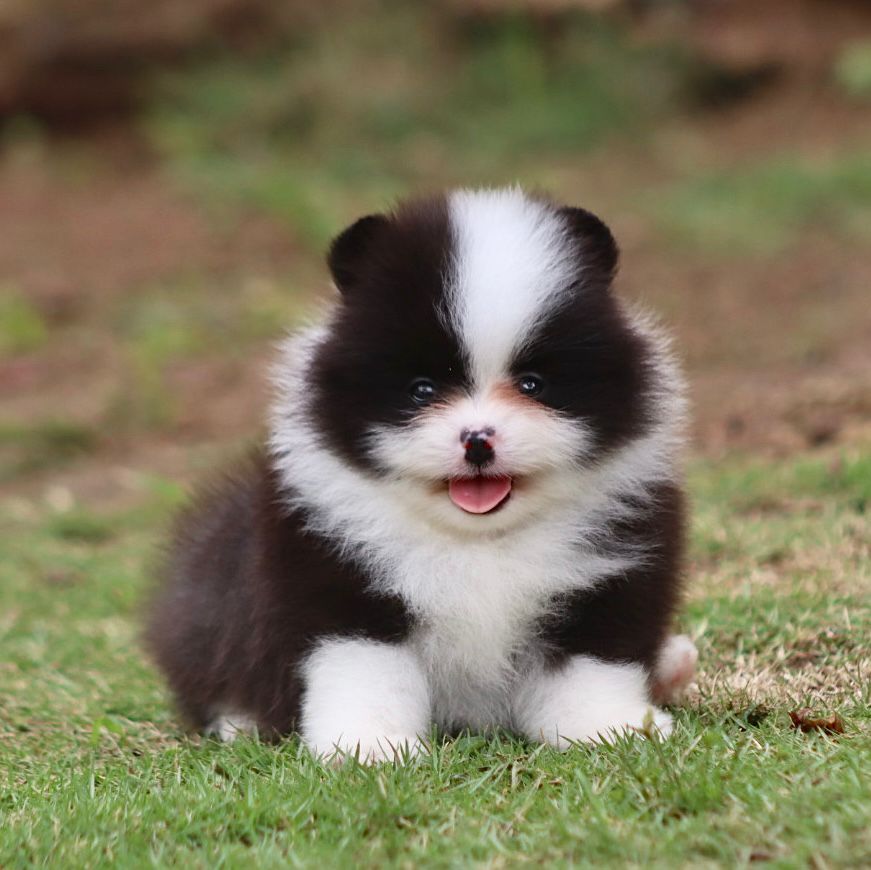 Pomerania