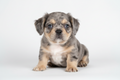 Bulldog Francés Fluffy Merle