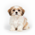 Cachorro Shih Tzu