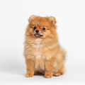 Cachorro Pomerania esponjoso