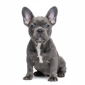 Cachorro Bulldog Francés Exótico