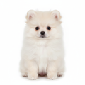 Cachorro Pomerania Línea Coreano Asiático