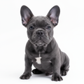 Cachorro Bulldog Francés Bigrope