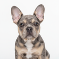 Cachorro Bulldog Francés Bigrope Merle