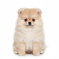 Cachorro Pomerania Línea Rusa