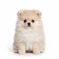 Cachorro Pomerania Cara de Oso