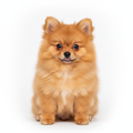 Cachorro Pomerania tipo Zorro