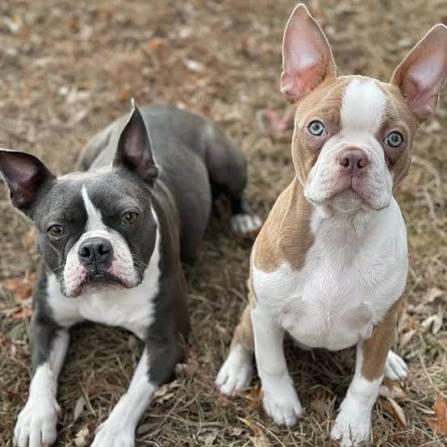 Boston Terrier