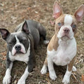 Boston Terrier