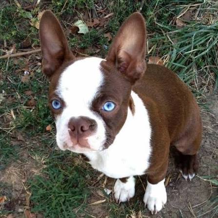 Boston Terrier