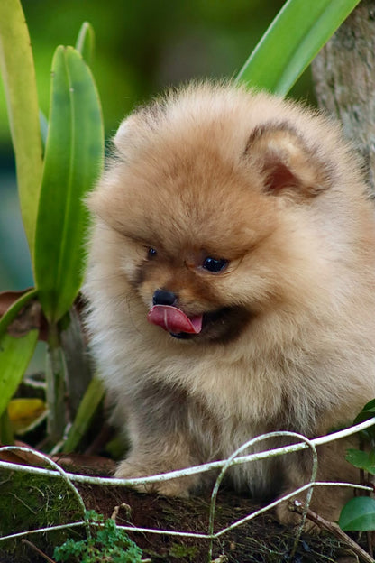 Pomerania Cara de Oso