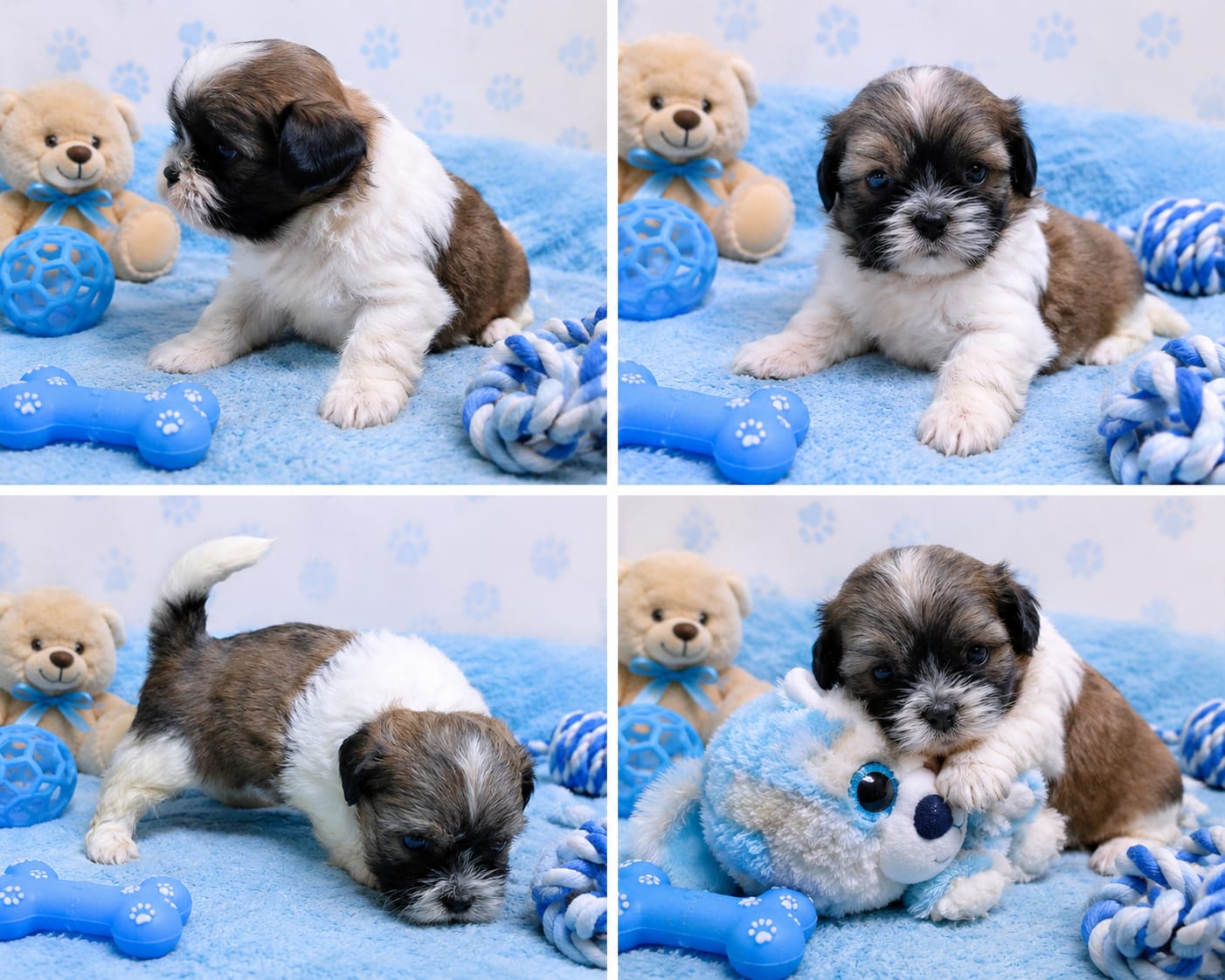Shih Tzu