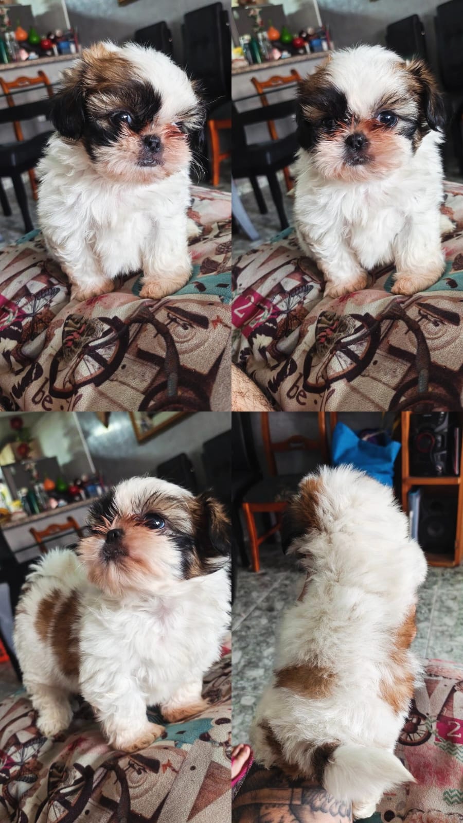Shih Tzu