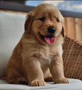 Cachorro Golden Retriever