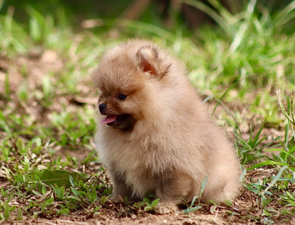 Pomerania Cara de Oso