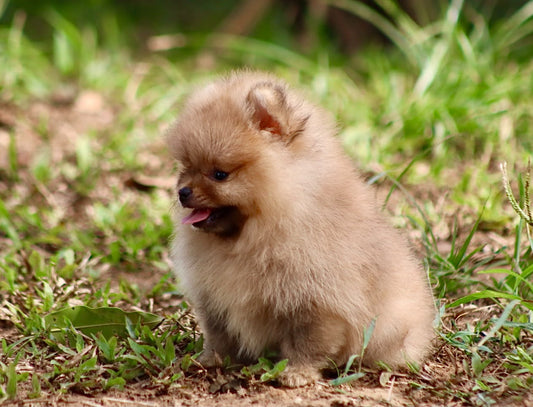 Pomerania Cara de Oso