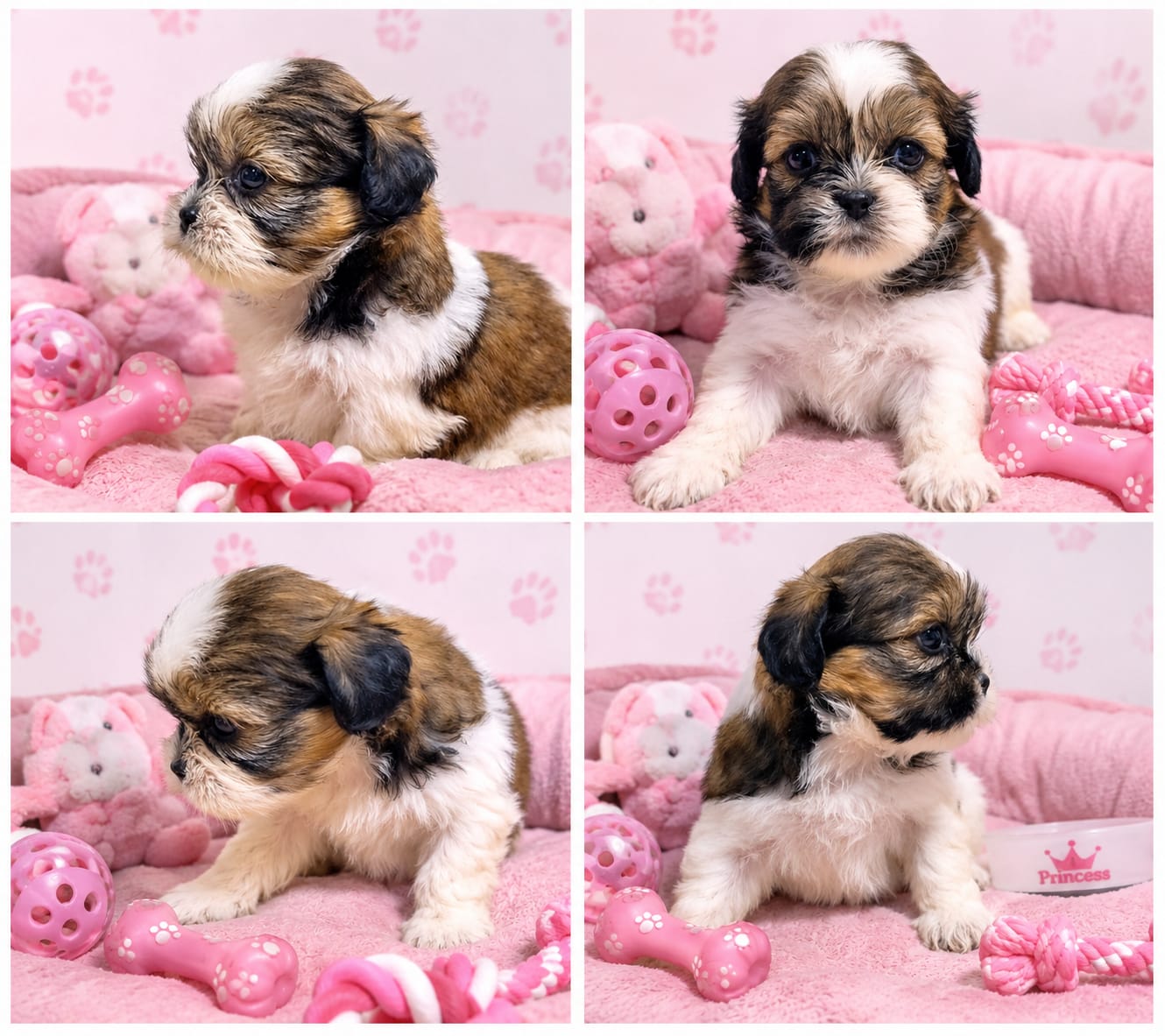 Shih Tzu