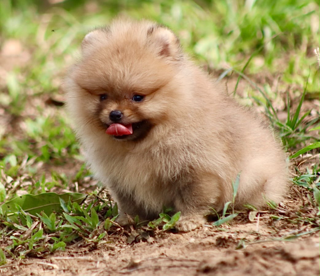 Pomerania Cara de Oso